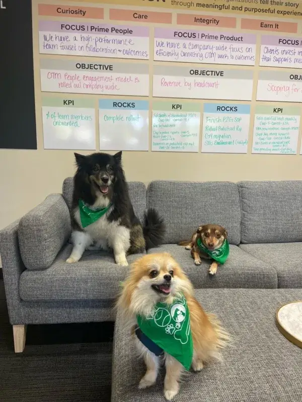 IMG_0913 Three dogs wearing green scarfs on a couch
